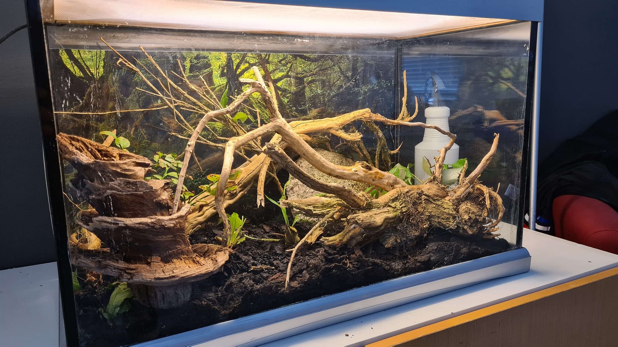 Terrarium vandrande pinnar