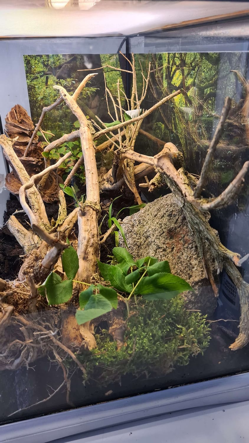 Närbild inredning i terrarium